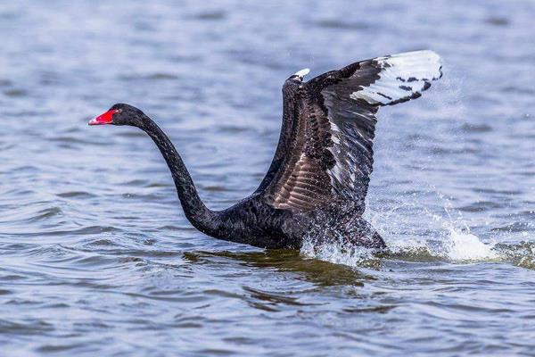 黑天鵝市場價格多少錢一斤 黑天鵝的養殖前景怎么樣