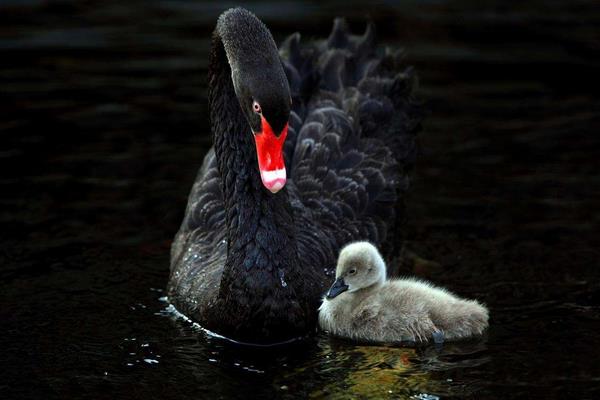 黑天鵝市場價格多少錢一斤 黑天鵝的養殖前景怎么樣