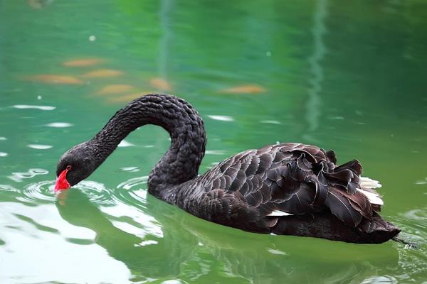黑天鵝市場價格多少錢一斤 黑天鵝的養殖前景怎么樣