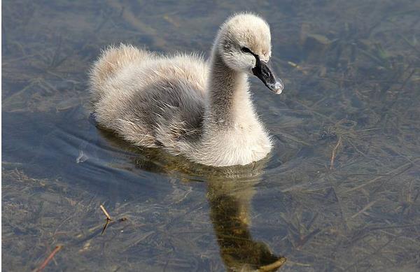 黑天鵝市場價格多少錢一斤 黑天鵝的養殖前景怎么樣