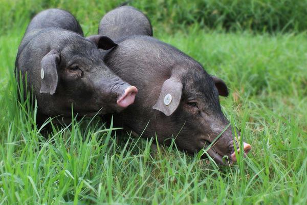 黑豬圖片大全 中國十大黑豬品種是哪些 什么品種的黑豬最好