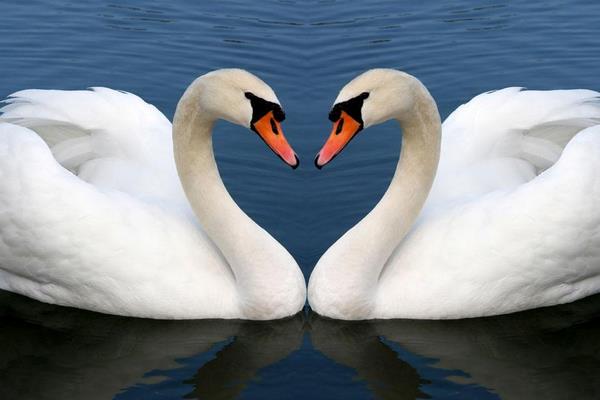 灰鵝和白鵝哪個好 白鵝市場價格多少錢一斤