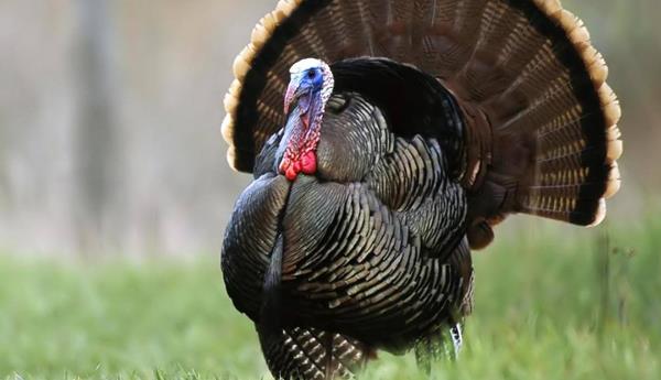 火雞肉市場價格多少錢一斤  火雞肉為什么