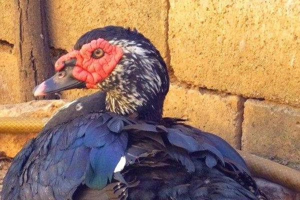 火鴨功效與作用 火鴨營養(yǎng)價(jià)值