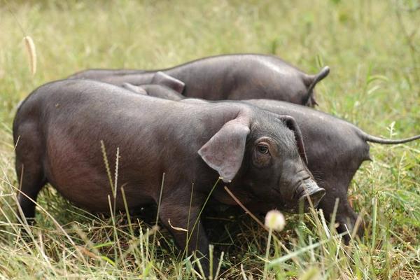 黑豬市場價格多少錢一斤 黑豬一般多少錢一頭