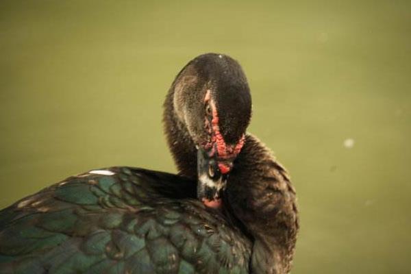 火鴨和番鴨的區別是什么 番鴨和火鴨哪個營養價值高
