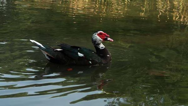 火鴨和番鴨的區別是什么 番鴨和火鴨哪個營養價值高