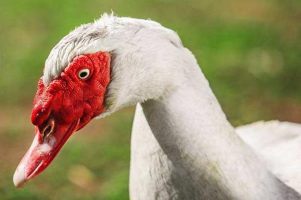 火鴨和番鴨的區別是什么 番鴨和火鴨哪個營養價值高