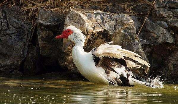 火鴨和番鴨的區別是什么 番鴨和火鴨哪個營養價值高