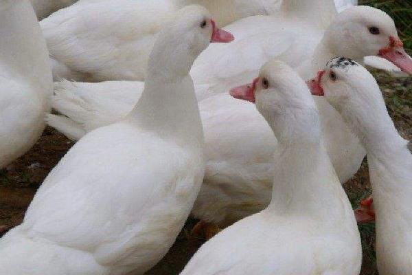 火鴨和番鴨的區別是什么 番鴨和火鴨哪個營養價值高