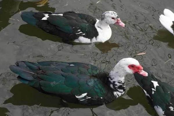 火鴨和番鴨的區別是什么 番鴨和火鴨哪個營養價值高