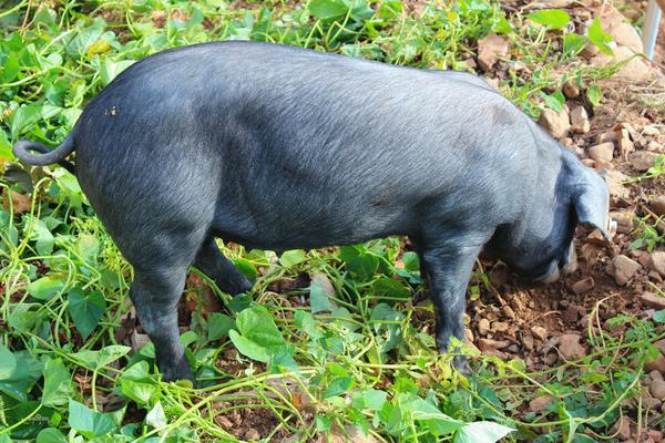 黑豬市場價格多少錢一斤 黑豬一般多少錢一頭