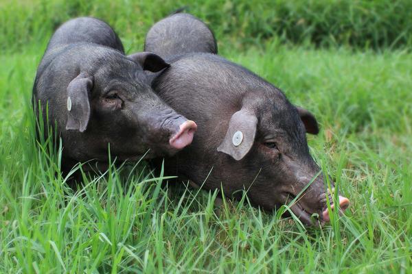 黑豬市場價格多少錢一斤 黑豬一般多少錢一頭