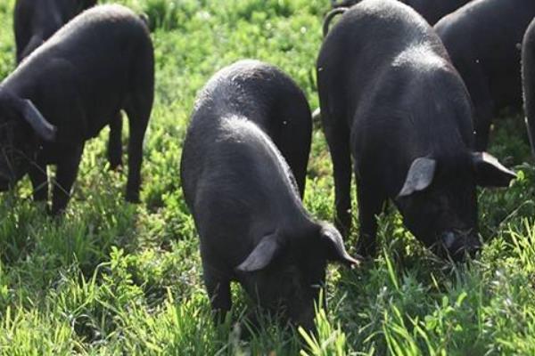 黑豬市場價格多少錢一斤 黑豬一般多少錢一頭