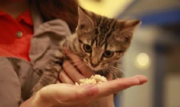 貓能吃生的雞胸肉嗎 貓可以天天吃雞肉嗎