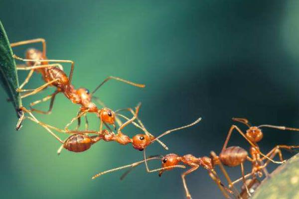 夢見螞蟻窩是什么意思 女人夢到螞蟻窩里好多螞蟻有什么預(yù)兆