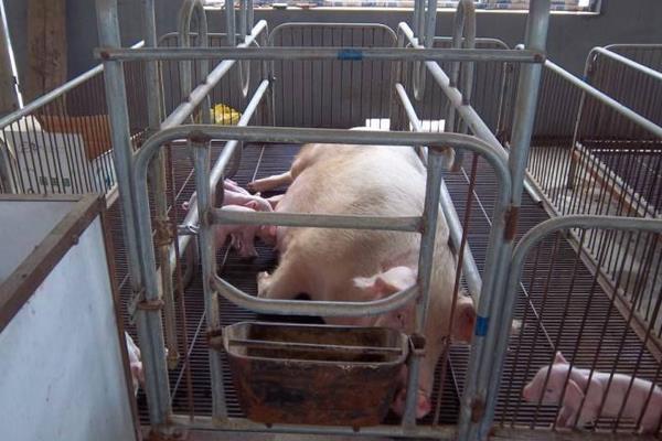 母豬產床市場價格多少錢一個 母豬產床有什么好處