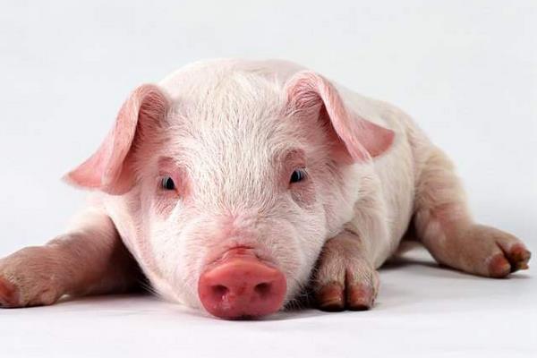 母豬瘋是什么 母豬瘋是什么原因?qū)е碌? /></a>
                    </dt>
                    <dd class=