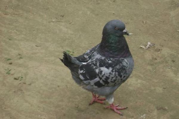 元寶鴿市場價格多少錢一對 元寶鴿種鴿多少錢一對