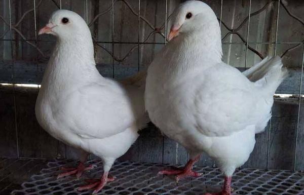 元寶鴿怎么養 元寶鴿養殖技術