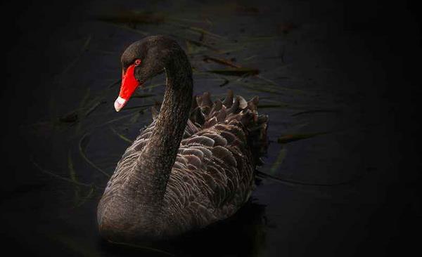 什么是黑天鵝事件 股市黑天鵝是什么意思