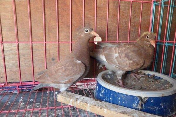 幼鴿多大換羽毛 怎樣養(yǎng)幼鴿