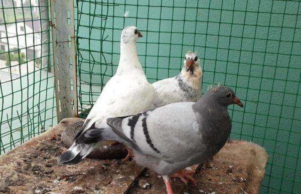 幼鴿多大換羽毛 怎樣養(yǎng)幼鴿