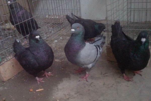 幼鴿多大換羽毛 怎樣養(yǎng)幼鴿
