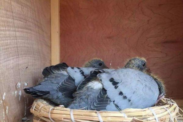 幼鴿多大換羽毛 怎樣養(yǎng)幼鴿