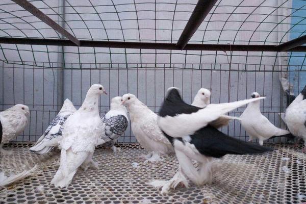 幼鴿多大換羽毛 怎樣養(yǎng)幼鴿