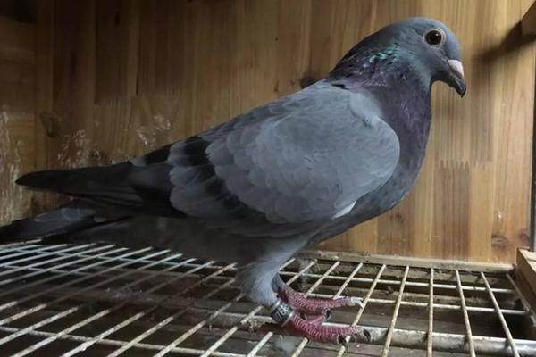幼鴿多大換羽毛 怎樣養(yǎng)幼鴿