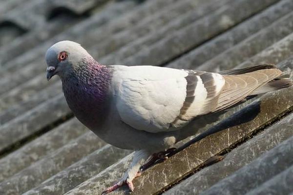 乳鴿和老鴿哪個營養好 孕婦可以吃乳鴿嗎