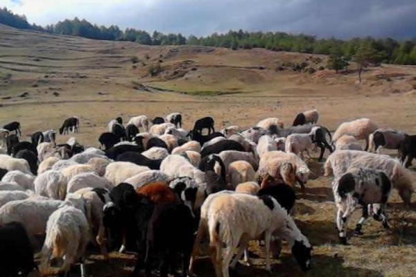 養(yǎng)30只烏骨羊要多少錢 投資烏骨羊要多少成本