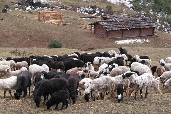 養(yǎng)30只烏骨羊要多少錢 投資烏骨羊要多少成本