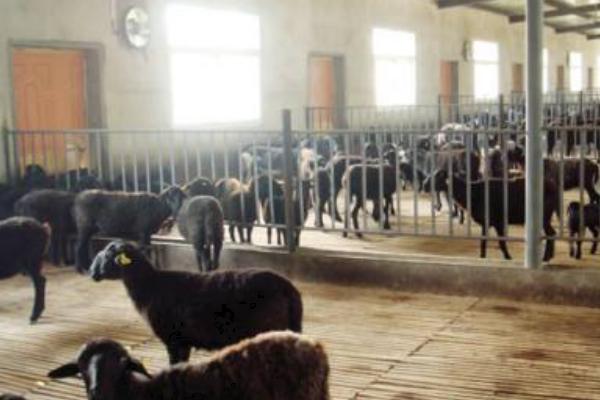 養(yǎng)30只烏骨羊要多少錢 投資烏骨羊要多少成本