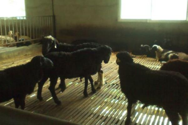 養(yǎng)30只烏骨羊要多少錢 投資烏骨羊要多少成本