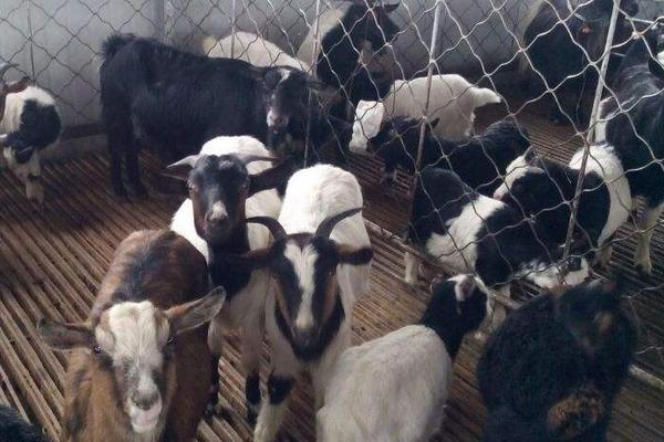 養(yǎng)30只烏骨羊要多少錢 投資烏骨羊要多少成本