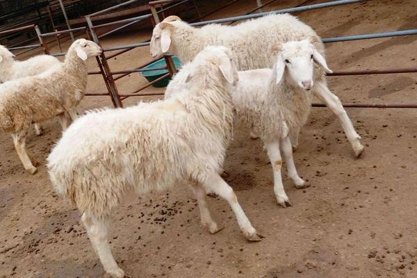 高腳羊羊苗市場(chǎng)價(jià)格多少錢(qián)一只 高腳羊產(chǎn)地在哪里