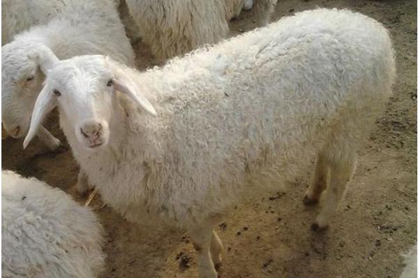 高腳羊羊苗市場(chǎng)價(jià)格多少錢(qián)一只 高腳羊產(chǎn)地在哪里