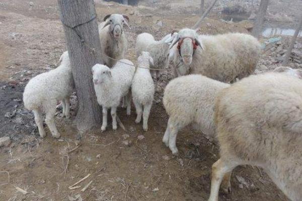 高腳羊羊苗市場(chǎng)價(jià)格多少錢(qián)一只 高腳羊產(chǎn)地在哪里