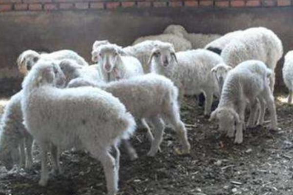 高腳羊羊苗市場(chǎng)價(jià)格多少錢(qián)一只 高腳羊產(chǎn)地在哪里