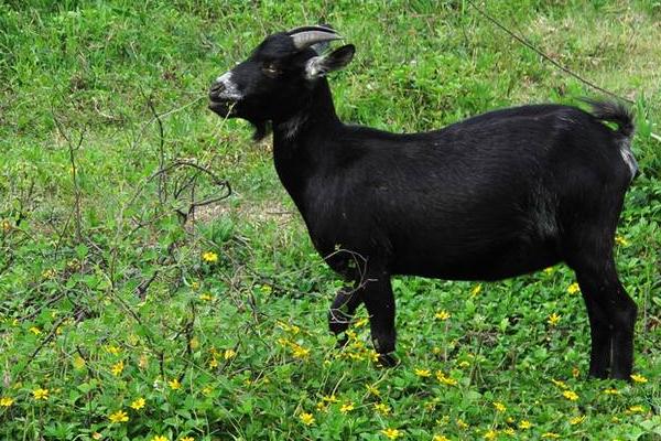 東山羊市場價格多少錢一斤 東山羊養(yǎng)殖技術(shù)