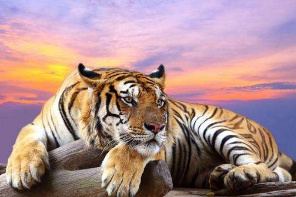 1962、1974、1986、1998、2010、2022年屬虎的分別是什么命 屬虎的和什么屬相最配