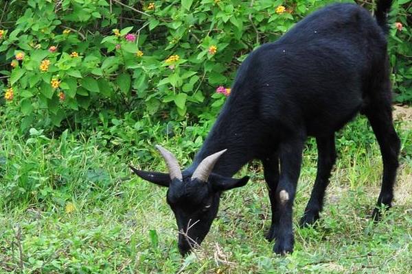 東山羊市場價格多少錢一斤 東山羊養(yǎng)殖技術