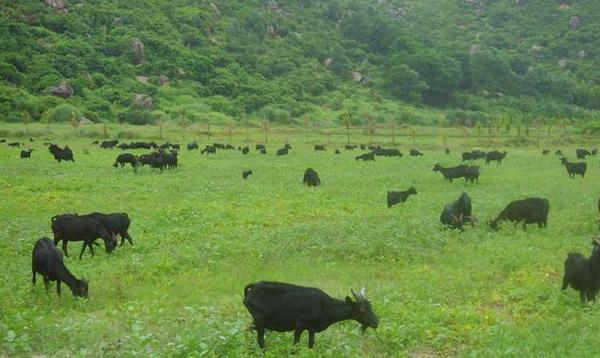 東山羊市場價格多少錢一斤 東山羊養(yǎng)殖技術