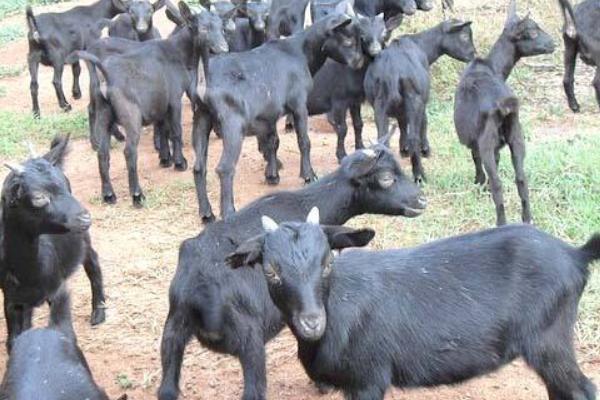 東山羊市場價格多少錢一斤 東山羊養(yǎng)殖技術