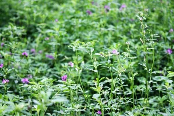 圈養(yǎng)羊吃什么草 圈養(yǎng)羊的利潤