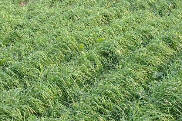 圈養(yǎng)羊吃什么草 圈養(yǎng)羊的利潤