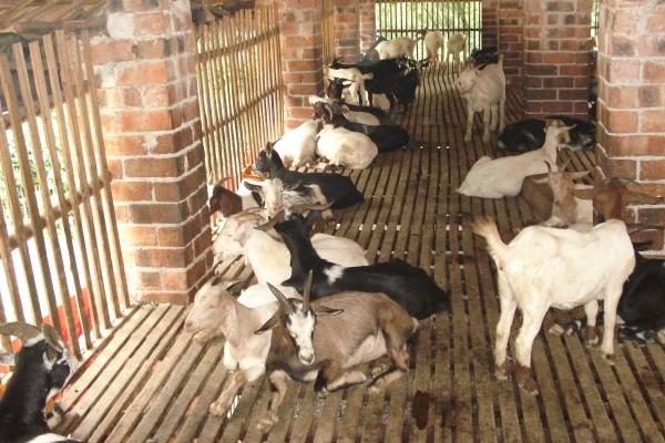 圈養(yǎng)羊吃什么草 圈養(yǎng)羊的利潤