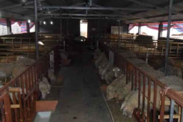 圈養(yǎng)羊吃什么草 圈養(yǎng)羊的利潤